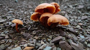 les lichens et champignons.