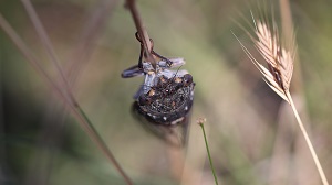 les insectes cigales.