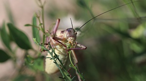 insectes criquets.