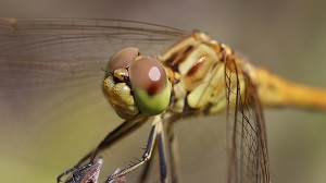 insectes libellules.