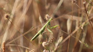 insectes mantoptres.