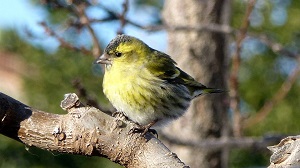 les oiseaux.