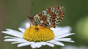 insectes papillons.