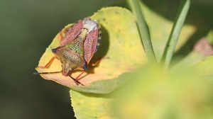 insectes les punaises.