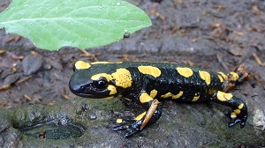 batraciens salamandre.