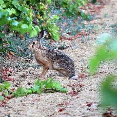 IMG_2361aa