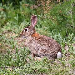 Lapins Lièvres