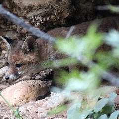 Renard