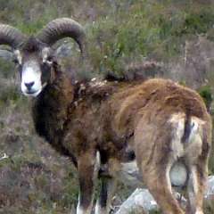 mouflons