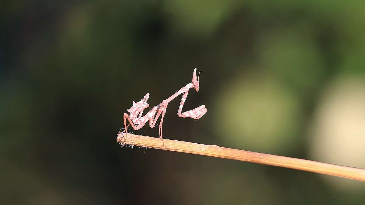 IMG_3992a