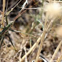IMG_0237a