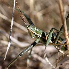 IMG_0239a