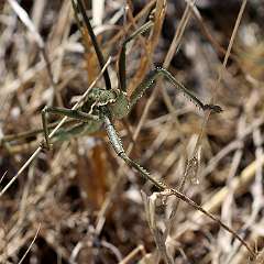 IMG_0245a