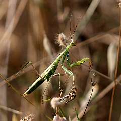 IMG_3799a