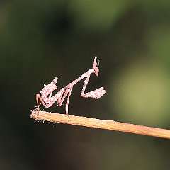 IMG_3992a