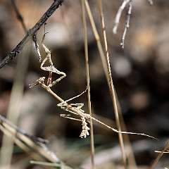 IMG_4231a