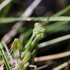 IMG_9108a