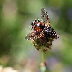IMG_0244a
