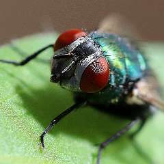IMG_9138a