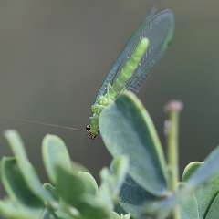 IMG_2785a