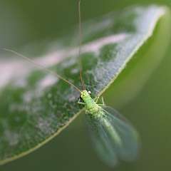 IMG_2787a