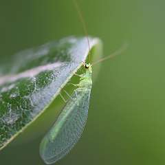 IMG_2790a