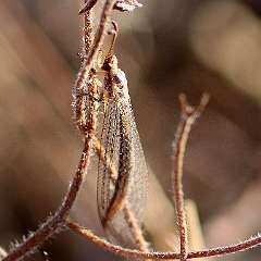 IMG_6455a