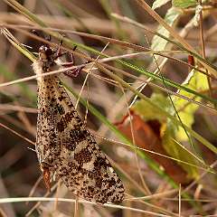 IMG_7195a