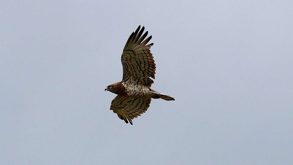 IMG_8739aa