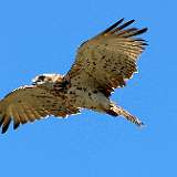 Les rapaces