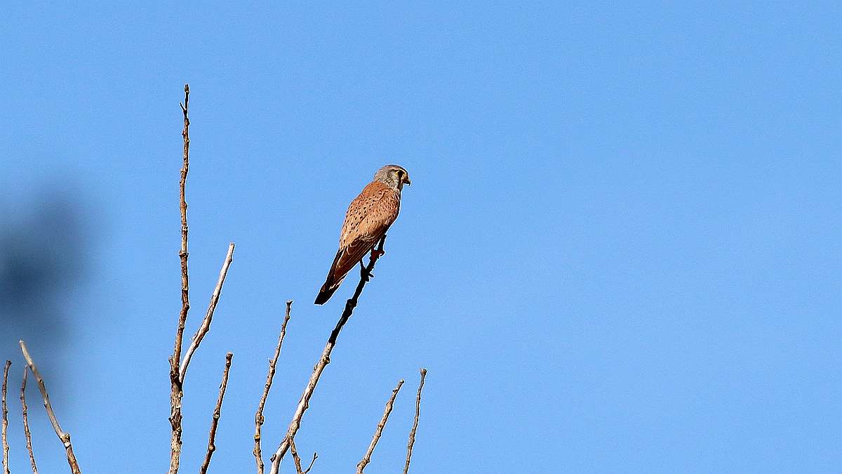 IMG_1348a