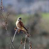 Faucon crècerelle