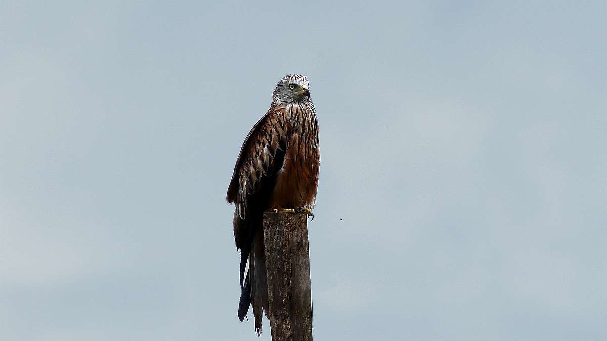 rapace copie