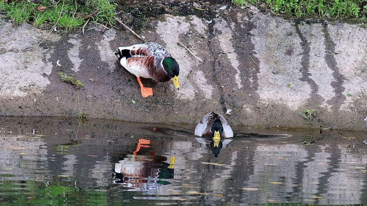 IMG_6045a