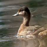 IMG_0011a