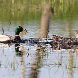 IMG_0090a