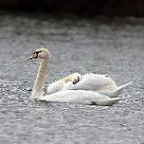 Cygnes Canards