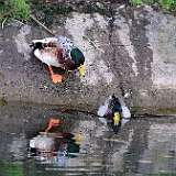 IMG_6045a