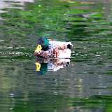 IMG_6048a