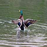 IMG_6077a