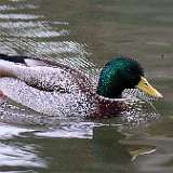IMG_6084a