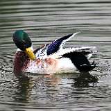 IMG_6087a
