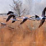 Flamans rose Cigognes