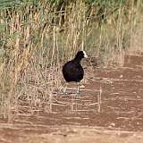 Foulques Poules d'eau