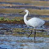 Aigrette garzette et grande aigrette