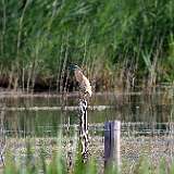 IMG_1218a