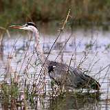 HERON CENDRE