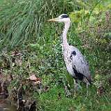 IMG_9691a