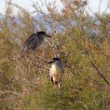 HERON BIHOREAU