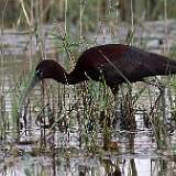 IMG_1218aa